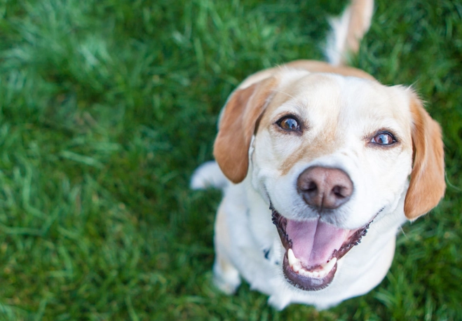 狗狗受傷藥膏推薦 狗狗受傷藥膏推薦