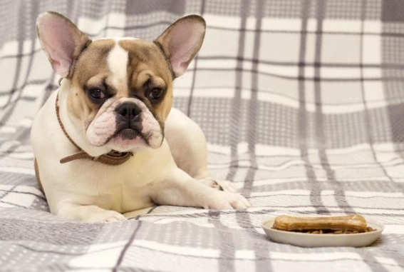 犬隻體重管理 犬隻體重管理