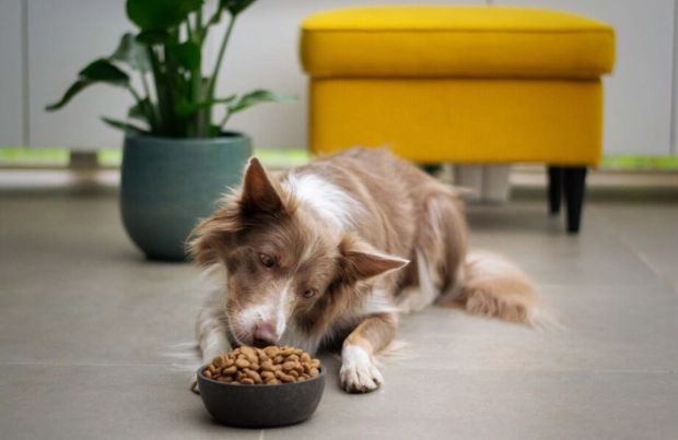 狗狗飲食問題