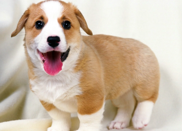 寵物腕關節保健