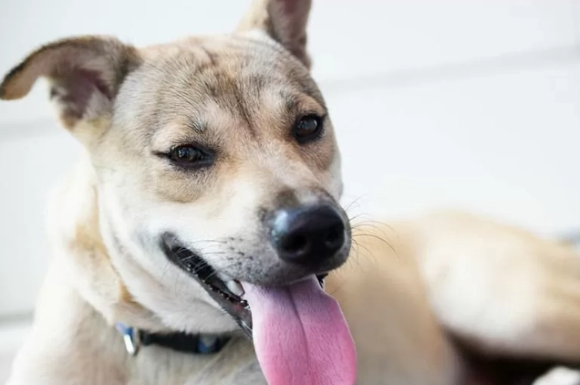 幼犬呼吸監測方法