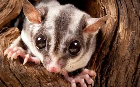 蜜袋鼯飲食指南
