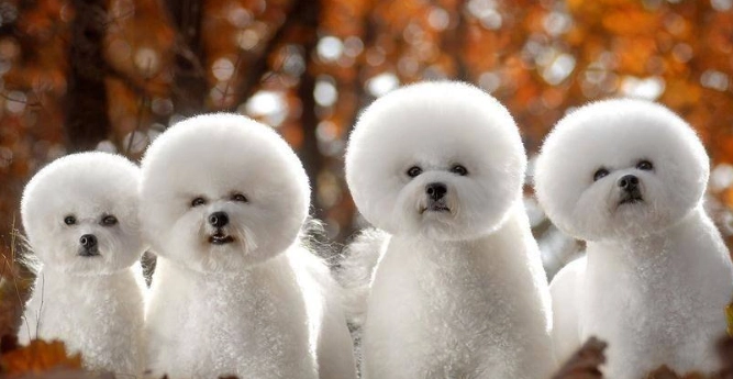 比熊犬護理 比熊犬護理