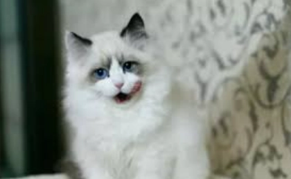 布偶貓性格 布偶貓性格