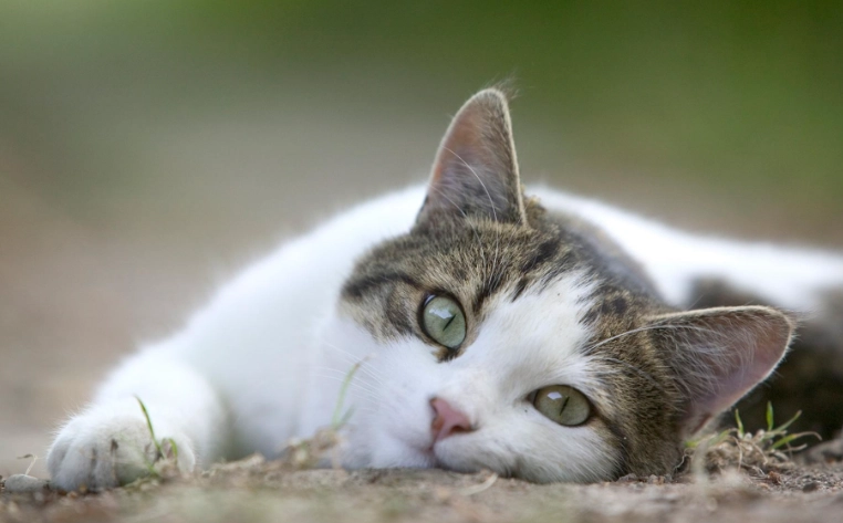 貓行為異常 貓行為異常