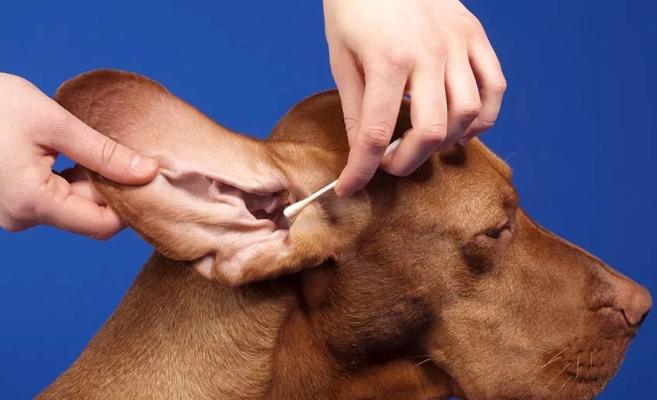 犬耳垢黑色原因