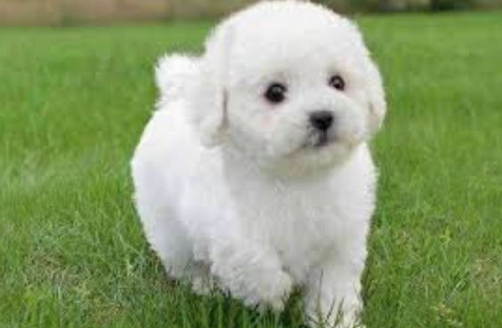 飼養比熊還是貴賓好