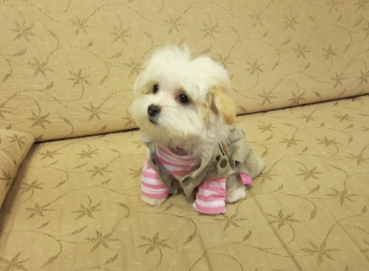 幼犬飲食問題 幼犬飲食問題