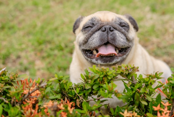 狗狗手術後發抖原因