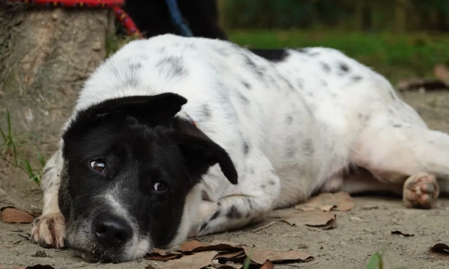 狗狗驅蟲藥副作用 狗狗驅蟲藥副作用