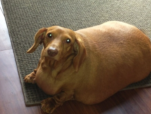 狗狗健康體重 狗狗健康體重