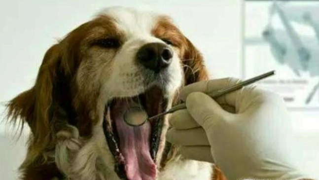 狗卡到東西怎麼辦 狗卡到東西怎麼辦