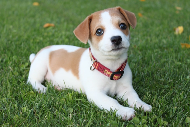 狗狗皮膚肉芽 狗狗皮膚肉芽
