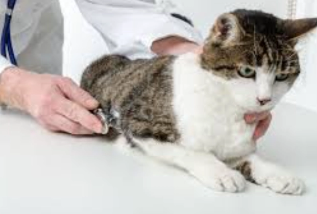 貓癲癇治療