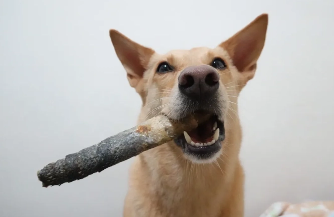 脂肪瘤變硬原因 脂肪瘤變硬原因