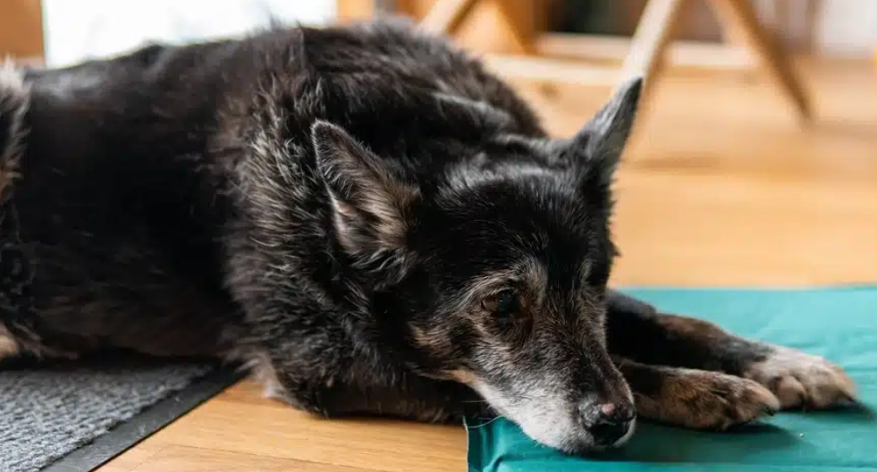 狗狗無法站立原因 狗狗無法站立原因