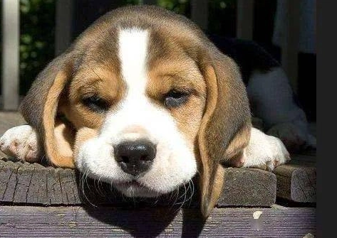 狗狗吐舌头行為