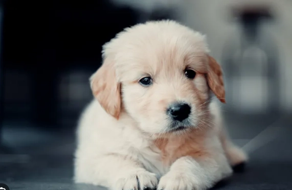 狗狗身上黑點 狗狗身上黑點