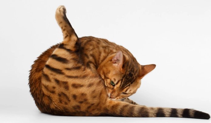 貓咪肛門腺問題