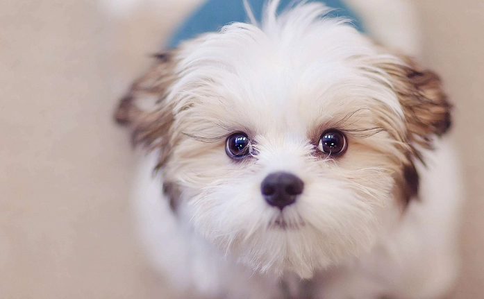 狗狗肉芽腫症狀