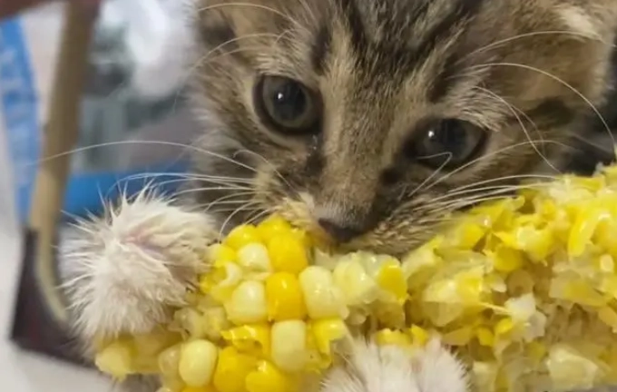 糯米玉米對貓的影響 糯米玉米對貓的影響