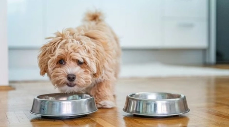狗狗肛門腺炎治療花費