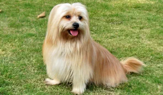 拉薩犬西施犬比較