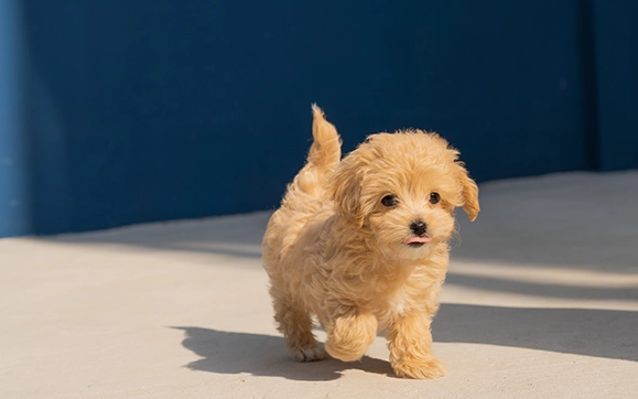 狗狗皮膚肉芽 狗狗皮膚肉芽