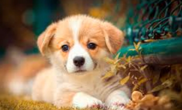 狗行為問題治療