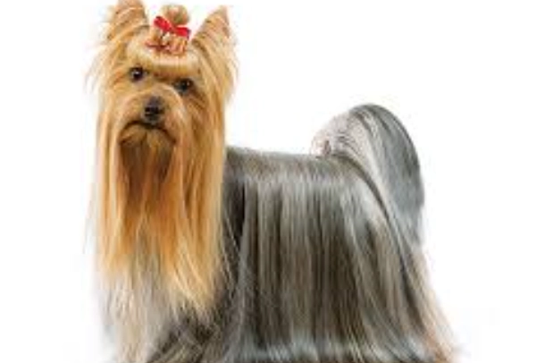 約克夏健康問題