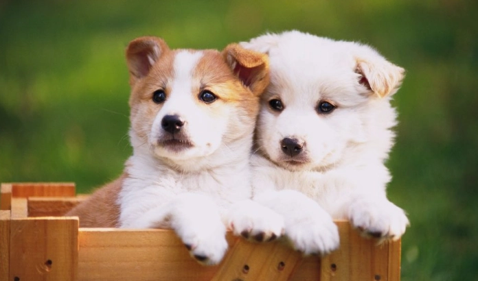 狗狗肉芽腫治療