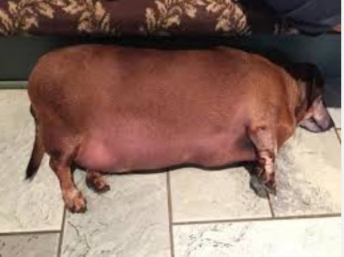 犬隻體重管理 犬隻體重管理