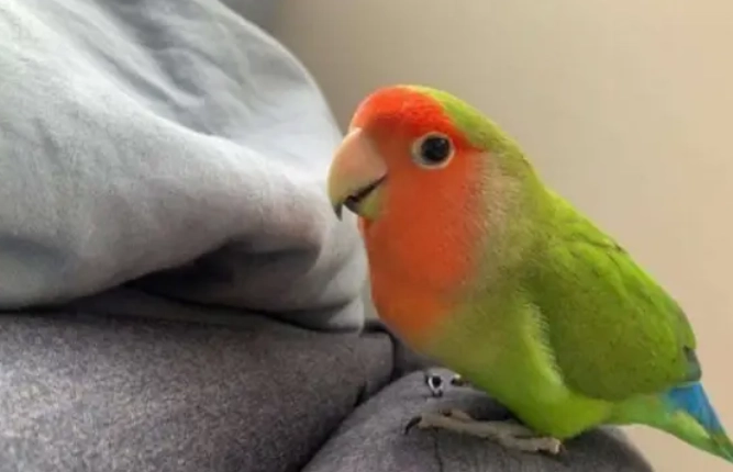 鳥類健康風險 鳥類健康風險