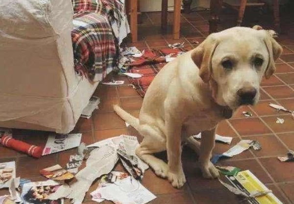 寵物表情心理學