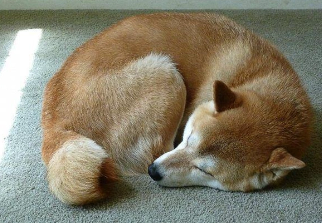 狗討厭被摸的部位