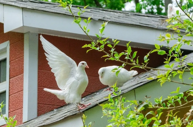 人感冒傳染鳥類 人感冒傳染鳥類
