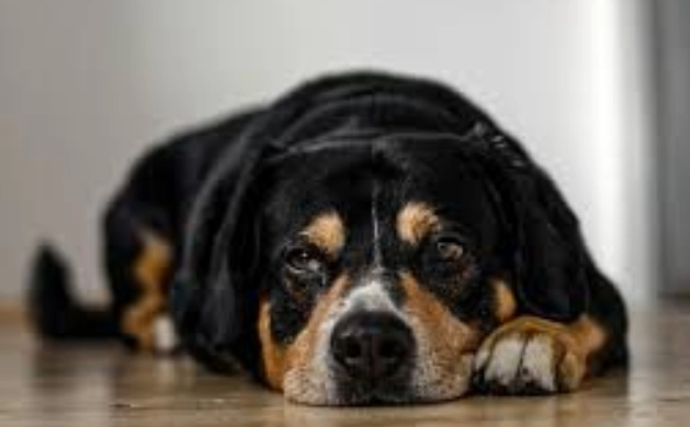 狗狗流口水原因