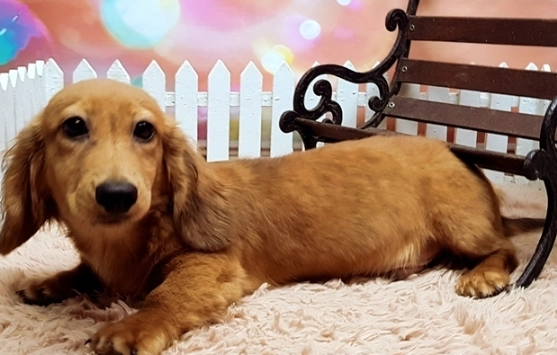 臘腸狗照顧 臘腸狗照顧