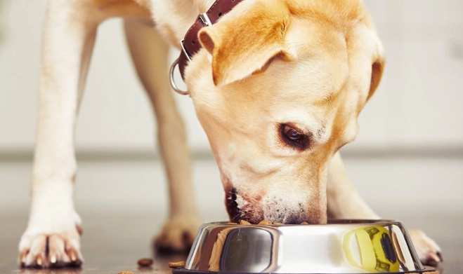 幼犬不吃飯 幼犬不吃飯