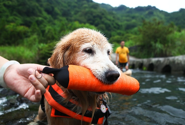 狗游泳安全