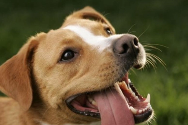 狗狗呼吸急促原因