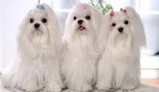 瑪爾濟斯標準體重