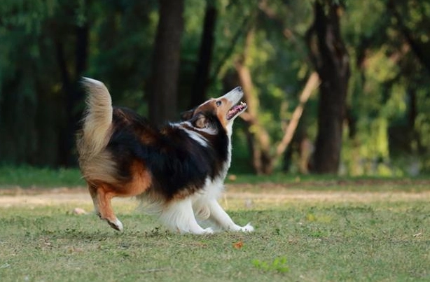 正向訓練優缺點