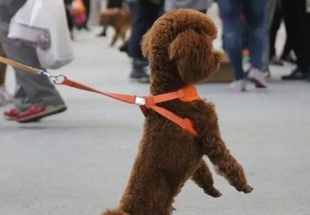 狗狗站立行為 狗狗站立行為