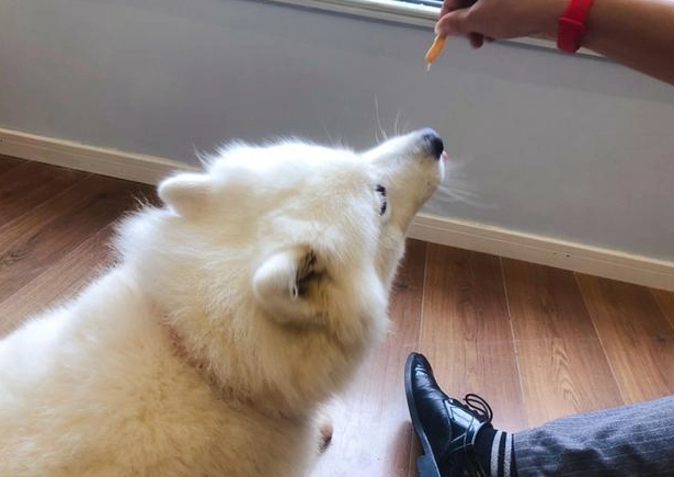 正向訓練優缺點