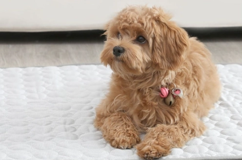 狗狗降溫墊使用技巧 狗狗降溫墊使用技巧