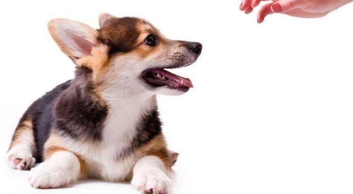 狗狗肉芽腫症狀