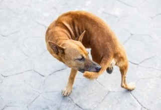 狗狗咬尾巴原因