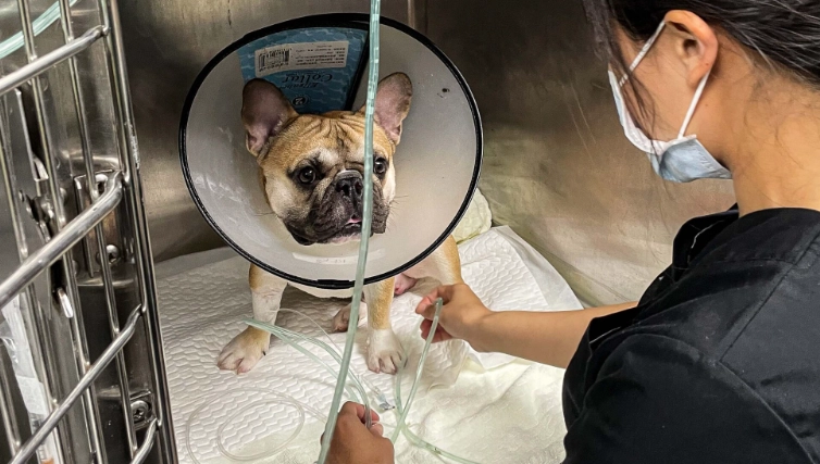 法鬥呼吸手術費用