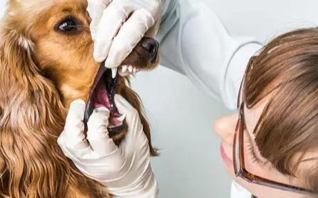 狗卡到東西怎麼辦 狗卡到東西怎麼辦